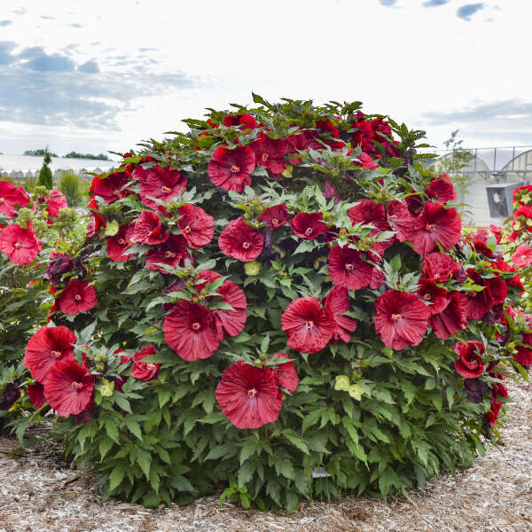 Proven Winners® Blackberry Merlot Rose Mallow