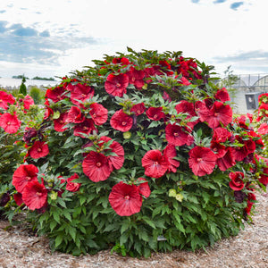 Proven Winners® Blackberry Merlot Rose Mallow