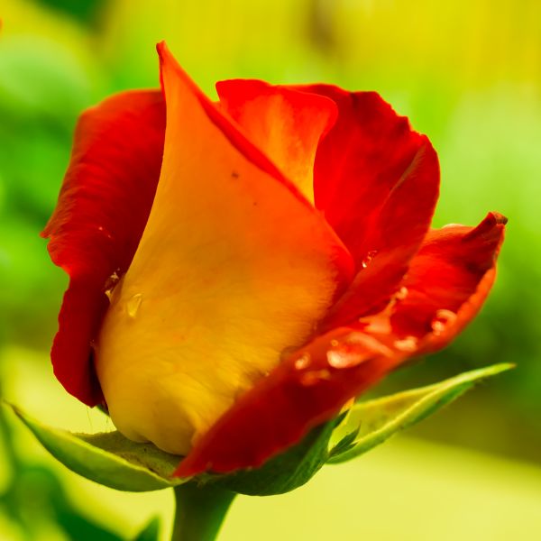 Judy Garland Floribunda Rose