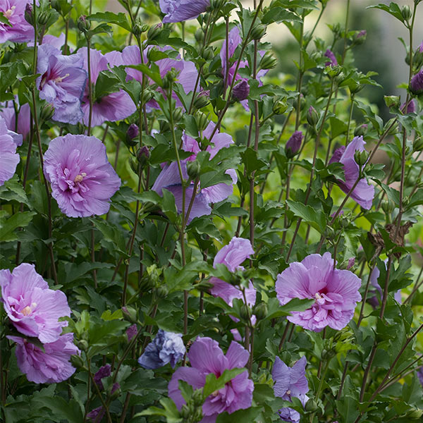 Lavender Chiffon&reg; Rose of Sharon Shrub