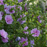 Lavender Chiffon&reg; Rose of Sharon Shrub