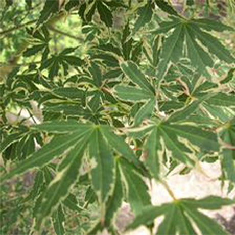 Beni Schichihenge Japanese Maple Tree