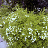 Abbotswood Potentilla