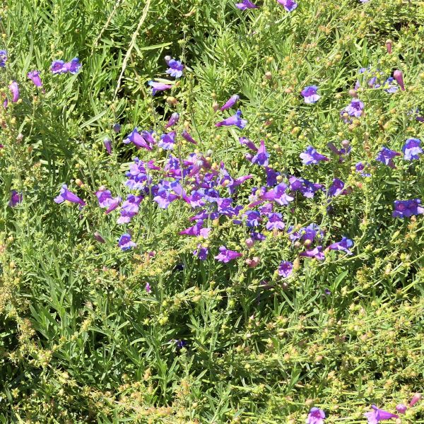 Penstemon Margarita BOP