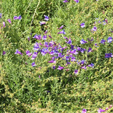 Penstemon Margarita BOP