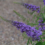 Buzz&trade; Sky Blue Butterfly Bush