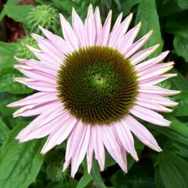 Hope Coneflower