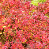 Flaming Mound Spirea