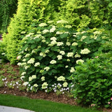 Lime Rickey&reg; Smooth Hydrangea