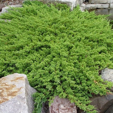 Juniper Japanese Garden