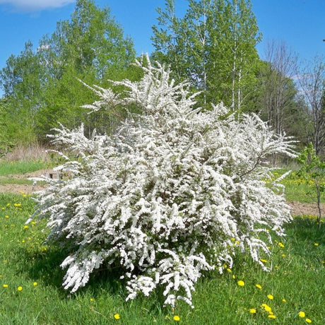 Bridalwreath Spirea