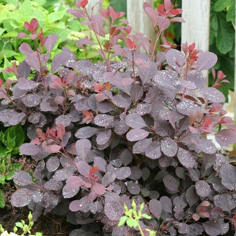 Winecraft Black&reg; Smokebush