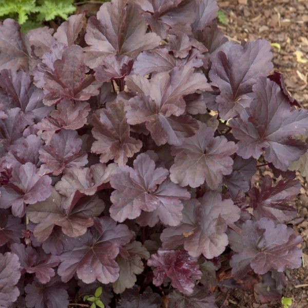 Obsidian Coral Bells