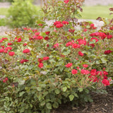 Easy Elegance&reg; Mystic Fairy&reg; Rose