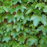 Boston Ivy