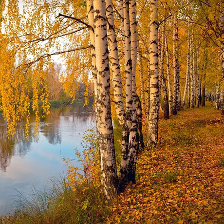 Paper Birch