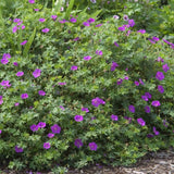 Tiny Monster Geranium