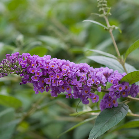 Lo & Behold&reg; Blue Chip Butterfly Bush