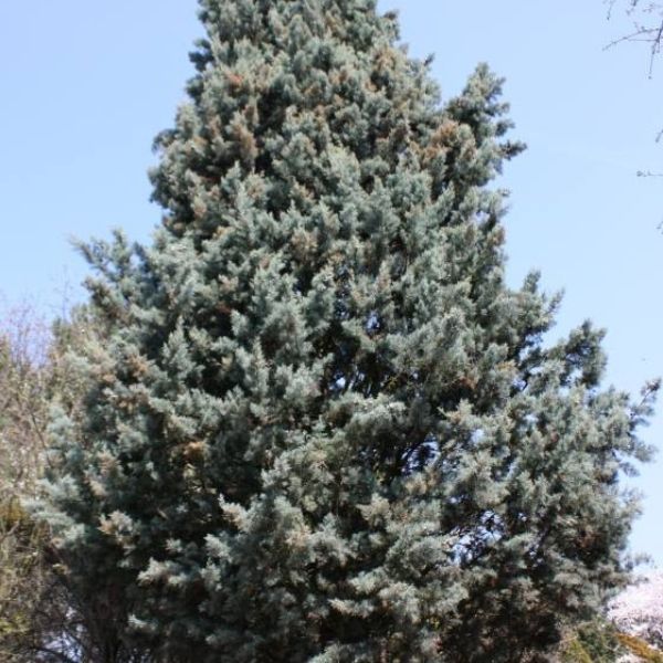 Arizona Cypress