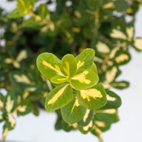 Blondy&reg; Euonymus