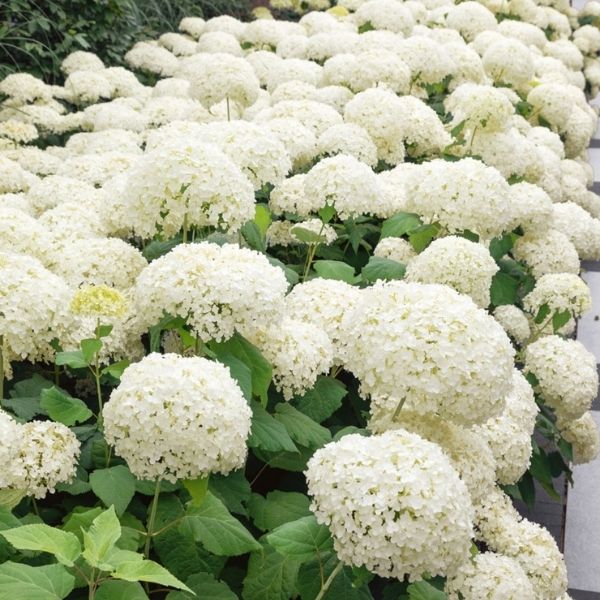 Audubon&reg; Native Hydrangea