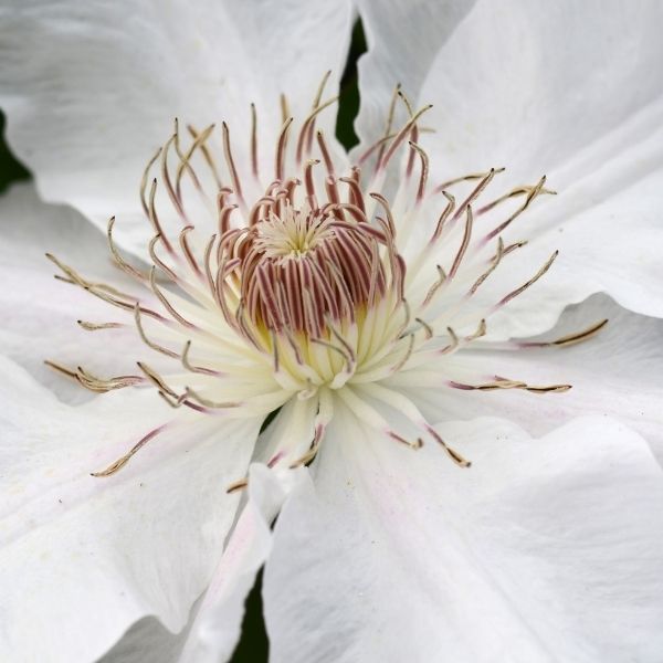 Hyde Hall Clematis