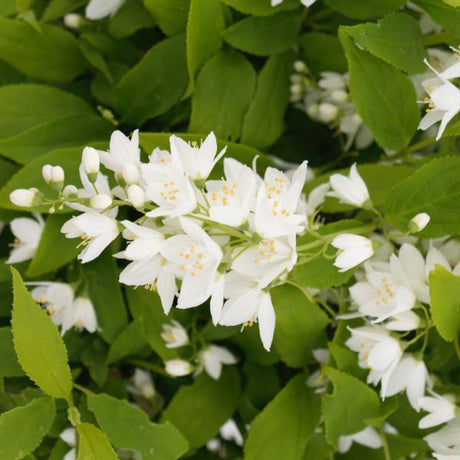 Chardonnay Pearls&reg; Deutzia