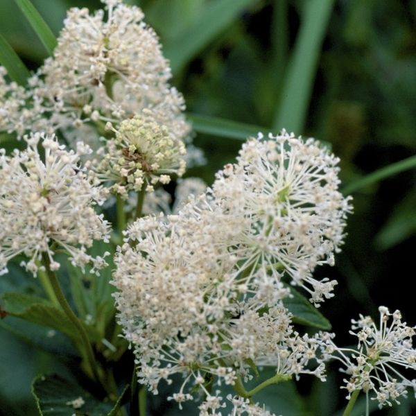 New Jersey Tea Plant | Nature Hills Nursery