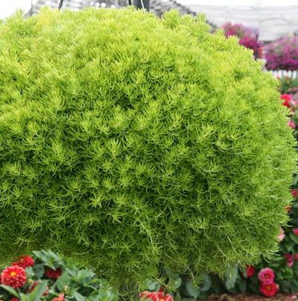 Lemon Ball Sedum