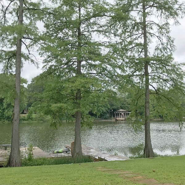 Pond Cypress Tree