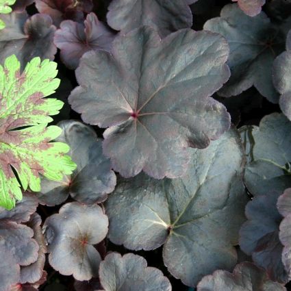 Obsidian Coral Bells