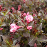 Fine Wine&reg; Weigela