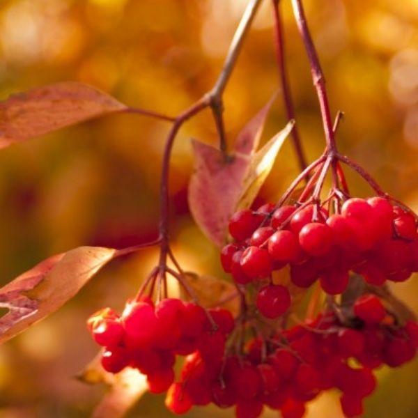 Redwing&reg;  American Cranberrybush Viburnum