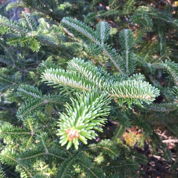 Fraser Fir