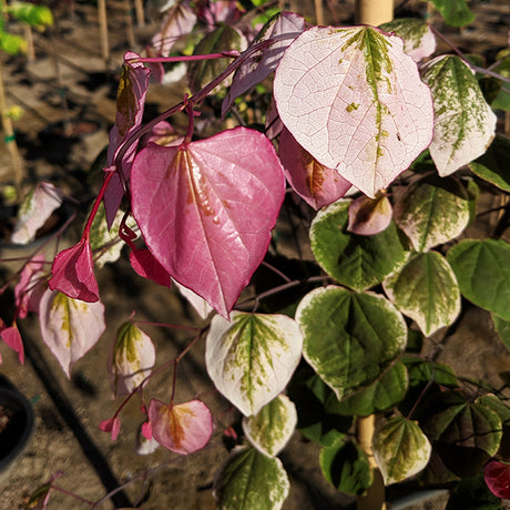 Carolina Sweetheart&reg; Redbud