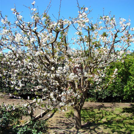 Sweetheart Sweet Cherry Tree