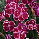 Fire and Ice Dianthus