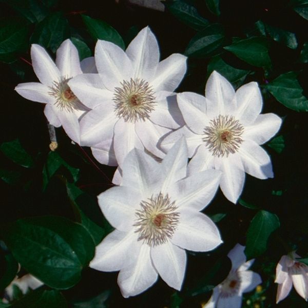 Henryi Clematis