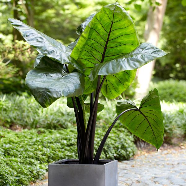 Black Stem Upright Elephant Ear