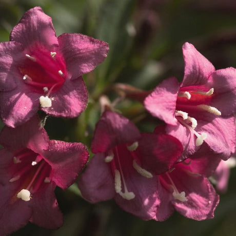 Rumba Weigela