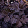 Chocolate Shogun Astilbe