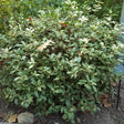 Goshiki False Holly