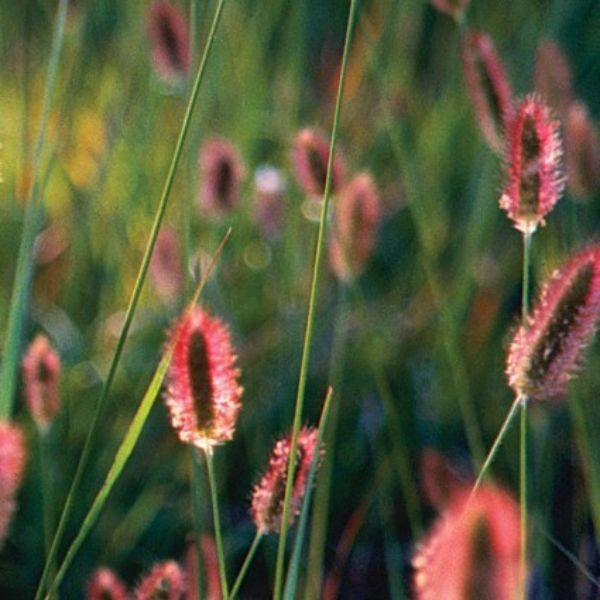 Red Bunny Tails Fountain Grass