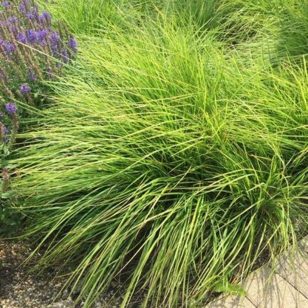 Autumn Moor Grass