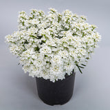 Summer Snowdrift Candytuft