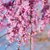 Pink Heartbreaker Weeping Redbud Tree