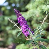 First Editions&reg; Psychedelic Sky&trade; Butterfly Bush