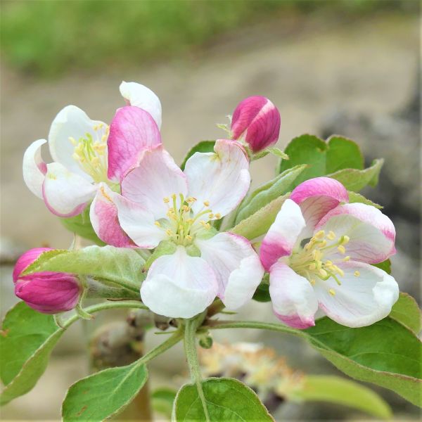 Sundowner Apple Tree