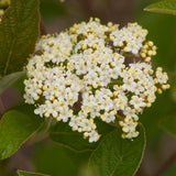 Mohican Viburnum