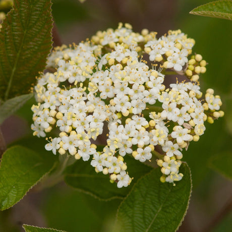 Mohican Viburnum